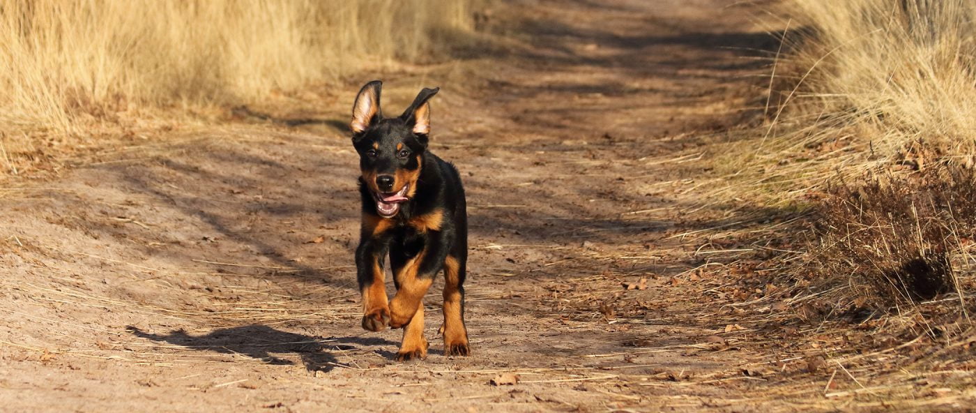 honden-benodigdheden-hondenbenodigdheden