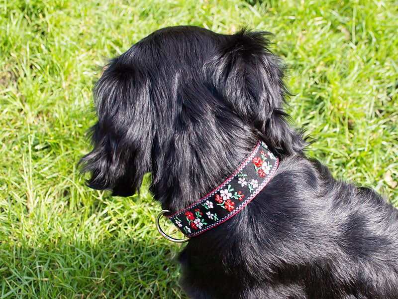 Halsband-hond-handgemaakt-hondenhalsband-handgemaakte-hondenhalsbanden