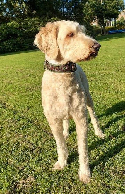 Halsband-hond-handgemaakt-hondenhalsband-handgemaakte-hondenhalsbanden