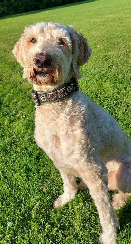 Halsband-hond-handgemaakt-hondenhalsband-handgemaakte-hondenhalsbanden