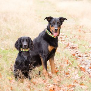 leuke hondenhalsband - halsbanden hond handgemaakt – handgemaakte hondenhalsbanden