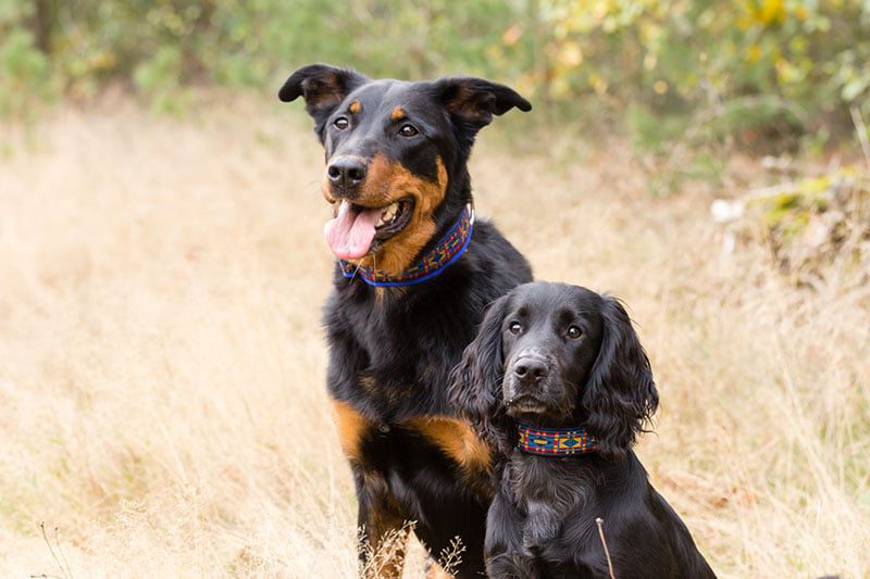 leuke hondenhalsband - halsbanden hond handgemaakt – handgemaakte hondenhalsbanden