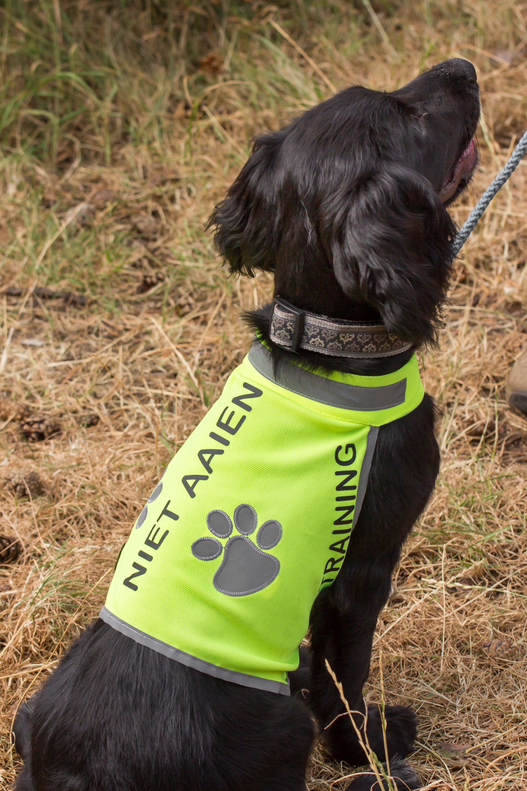Honden-trainingsvest-trainingsvest_hond-reflecterend-hondenhesje_hesje-hulphond