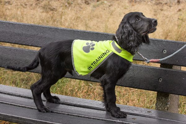 reflecterend-hondenhesje-trainingsvest-hond-hulphond-hesje