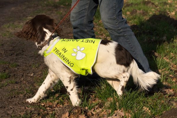 Honden-trainingsvest-trainingsvest_hond-reflecterend-hondenhesje_hesje-hulphond