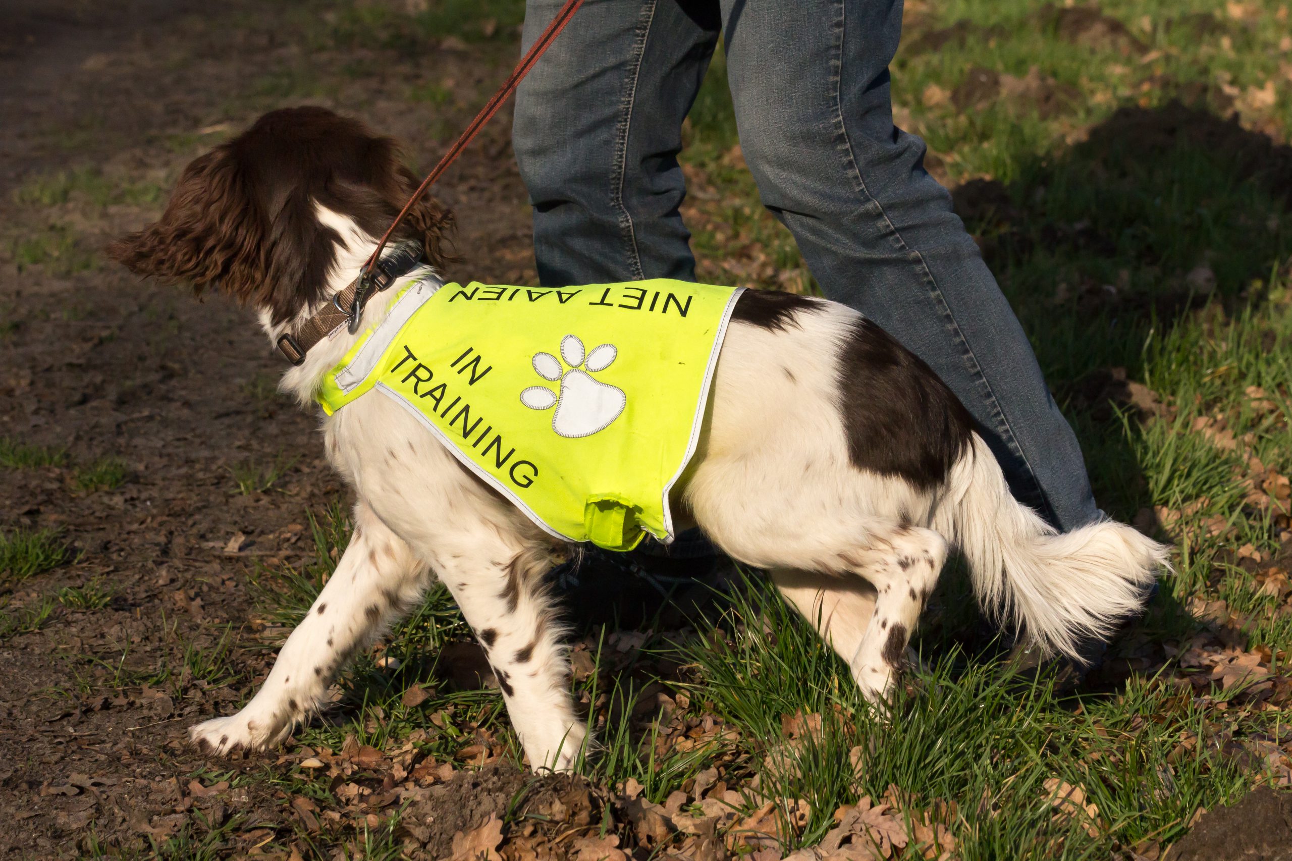 Honden-trainingsvest-trainingsvest_hond-reflecterend-hondenhesje_hesje-hulphond
