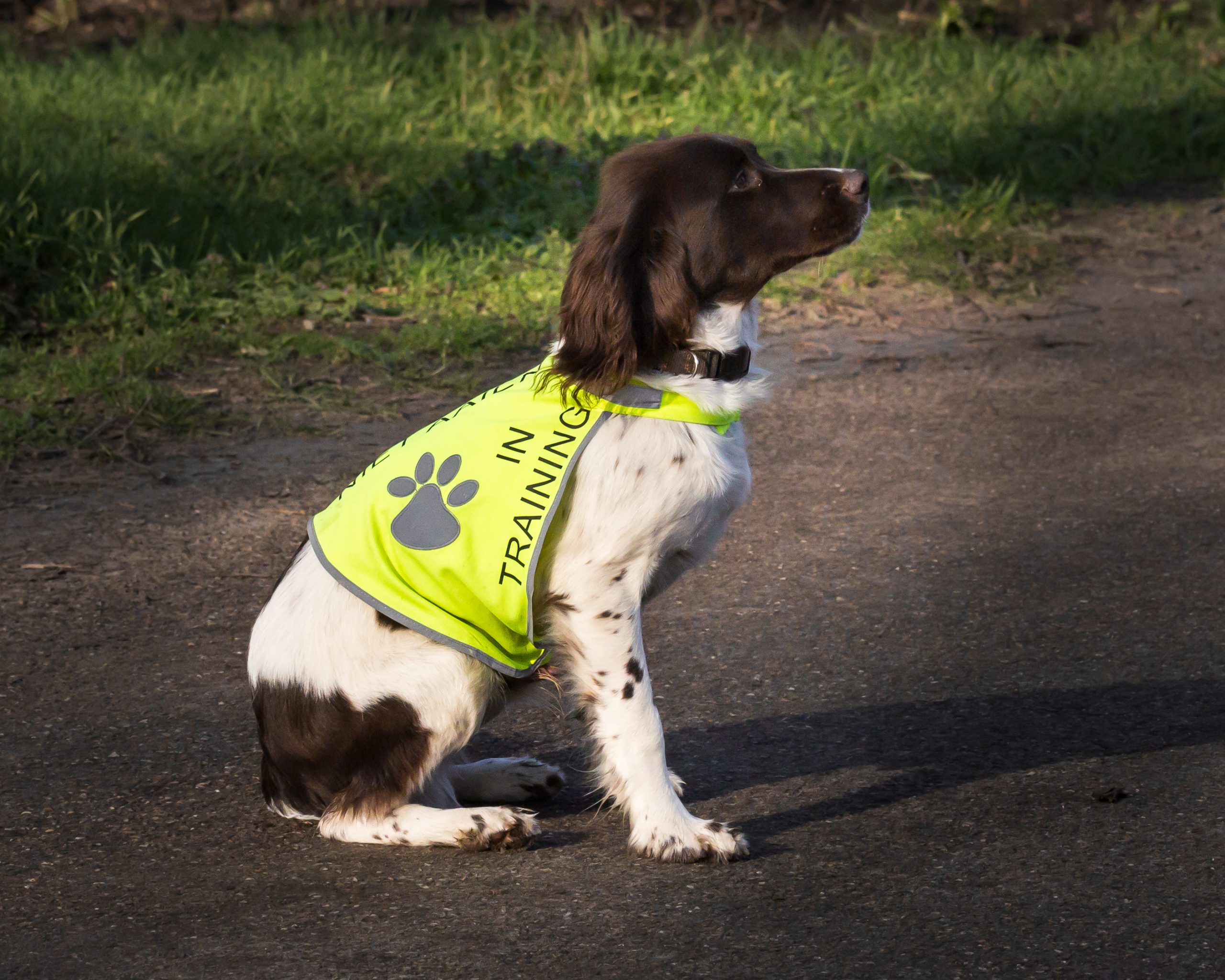 Honden-trainingsvest-trainingsvest_hond-reflecterend-hondenhesje_hesje-hulphond