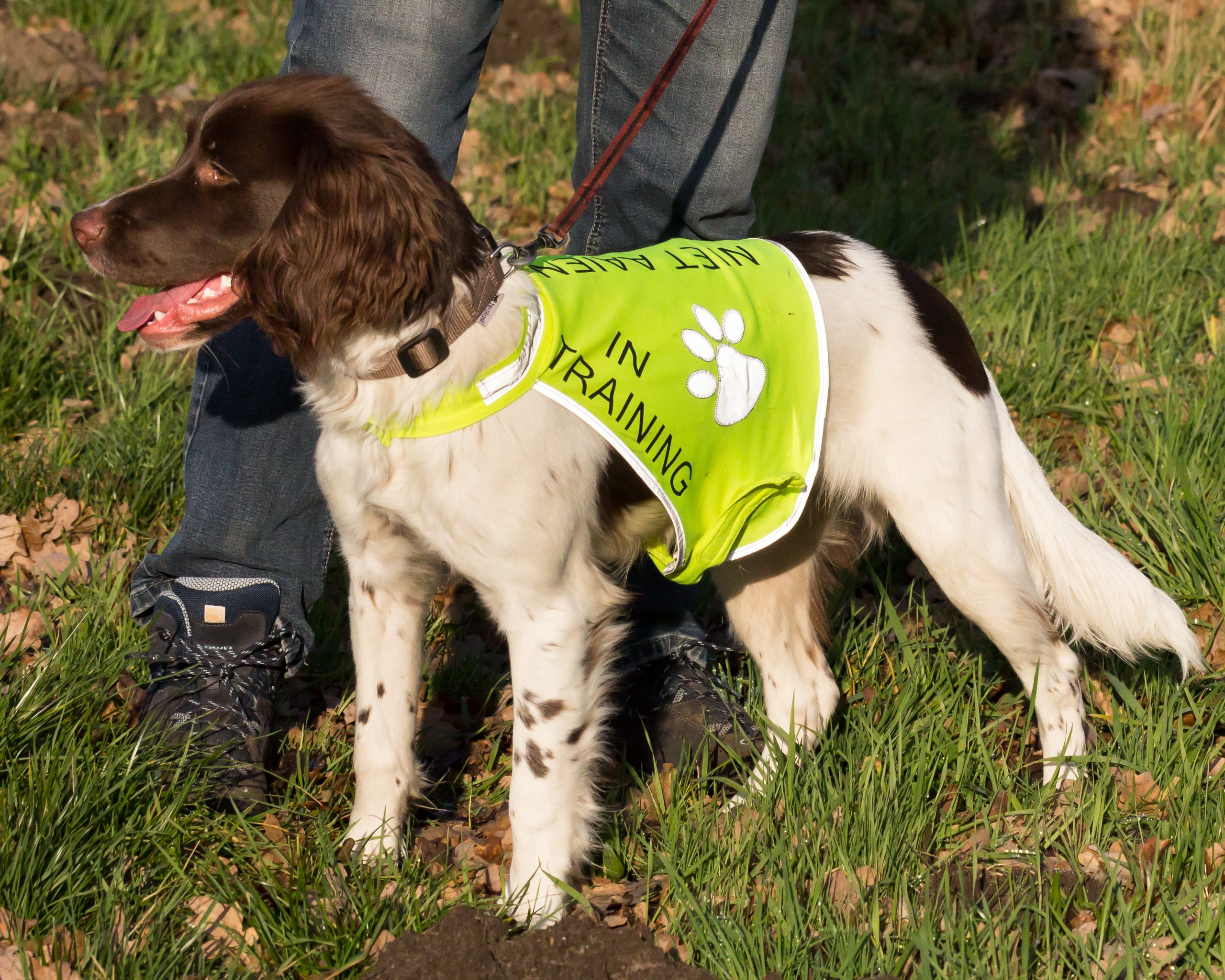 Honden-trainingsvest-trainingsvest_hond-reflecterend-hondenhesje_hesje-hulphond