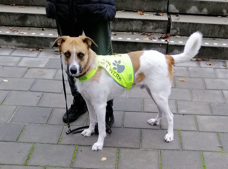 Honden-trainingsvest-trainingsvest_hond-reflecterend-hondenhesje_hesje-hulphond