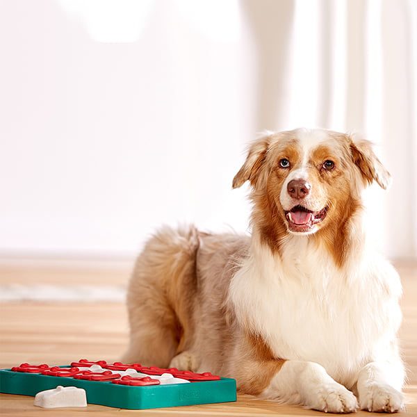 Nina Ottosson hondenpuzzel - denkspellen hond – hondenpuzzels – honden puzzel voor honden