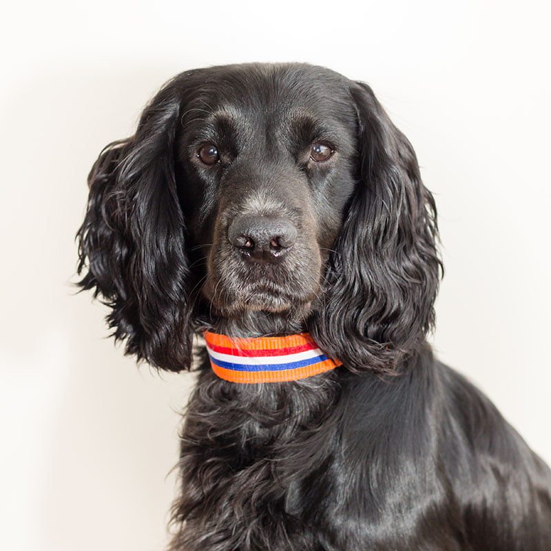 stoere oranje hondenhalsband - halsband oranje - oranje halsband hond - hondenhalsband oranje