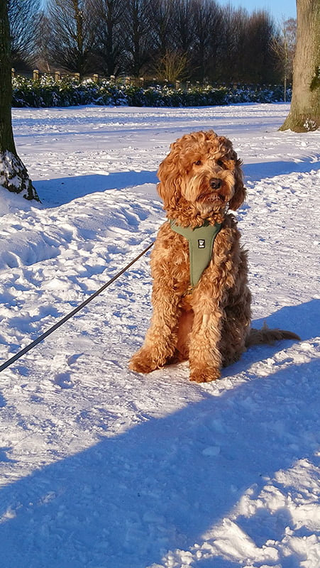 honden-benodigdheden-hondenbenodigdheden-honden-accessoires
