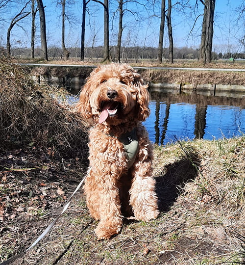 hondenbenodigdheden-honden-benodigdheden-honden-accessoires