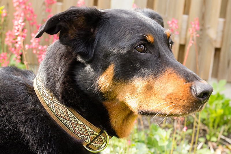 halsband hond zelf ontwerpen - hondenhalsband ontwerpen – handgemaakte halsband