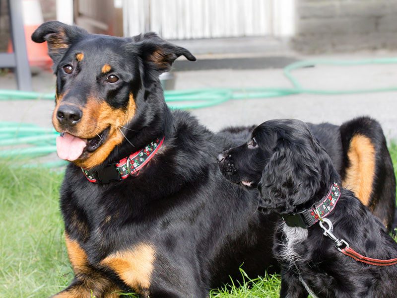 halsband ontwerpen - hondenhalsband ontwerpen - halsband hond zelf ontwerpen – halsbanden