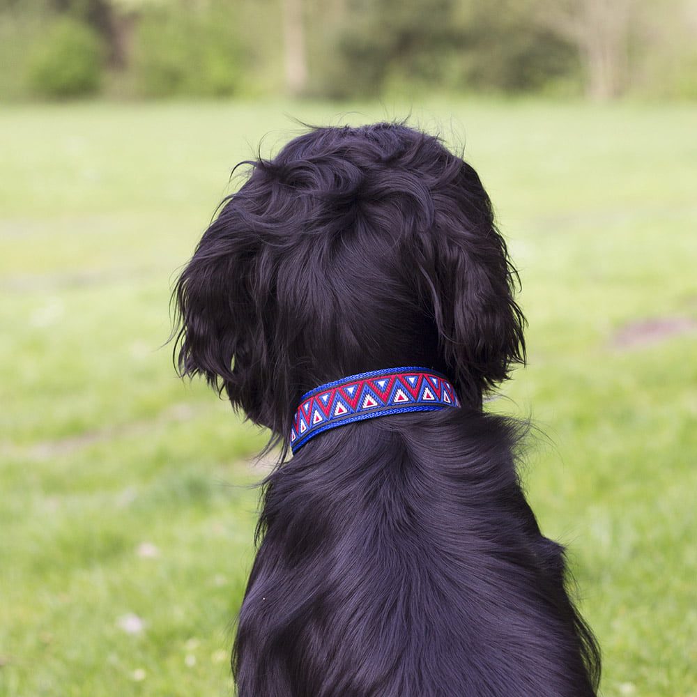 gekleurde halsbanden - hondenhalsband - halsband hond – hondenhalsband – honden halsband
