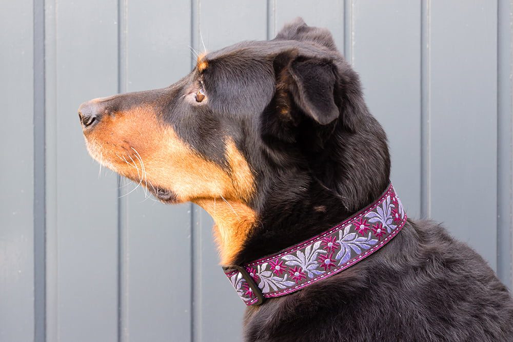 paarse brede halsband hond - halsbanden hond handgemaakt – halsband hond – hondenhalsband