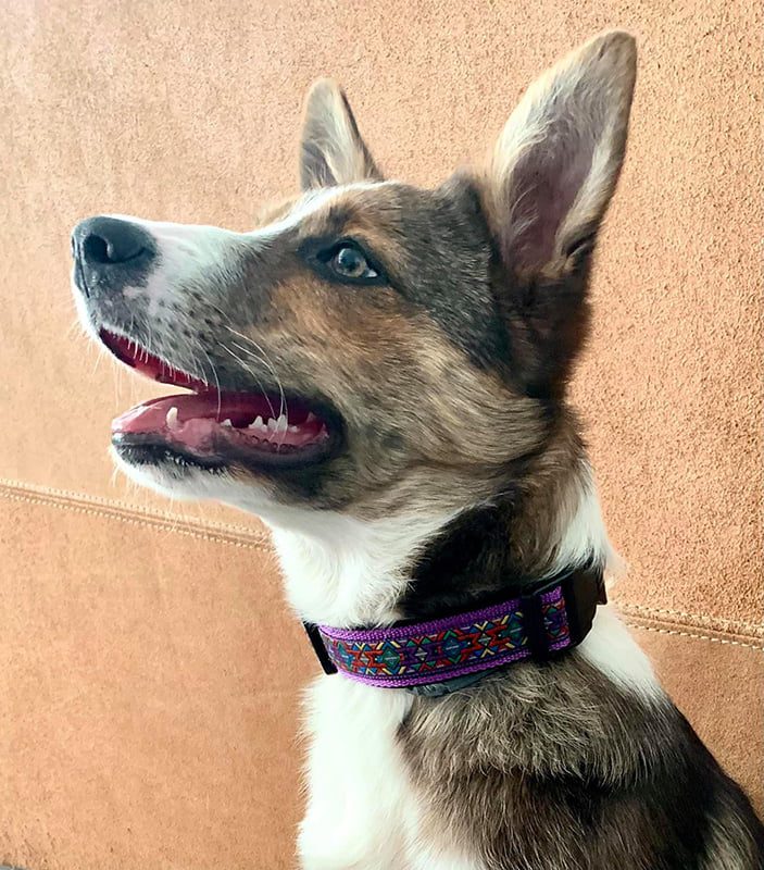 handgemaakte hondenhalsbanden – hondenhalsbanden – halsband hond – hondenhalsband