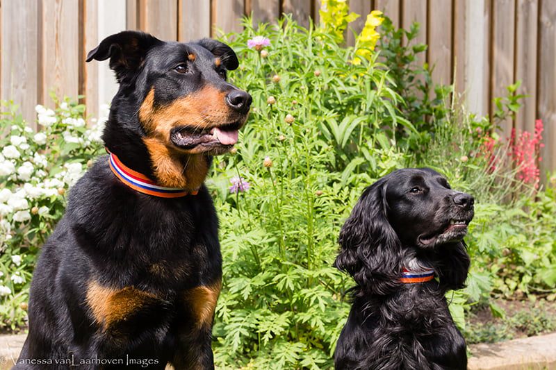 stoere oranje hondenhalsband - halsband oranje - oranje halsband hond - hondenhalsbanden