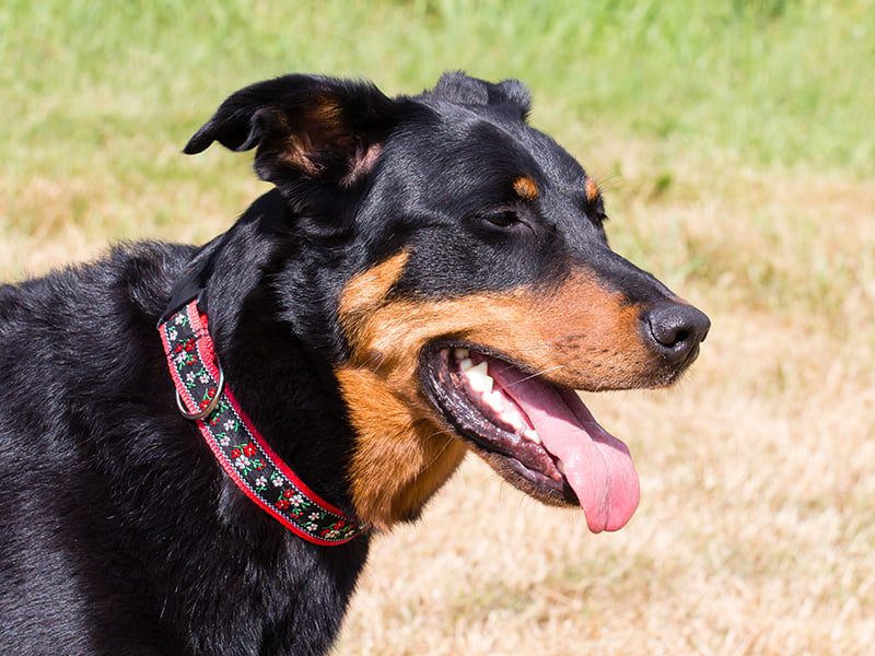 handgemaakte hondenhalsbanden – hondenhalsbanden – halsband hond – hondenhalsband