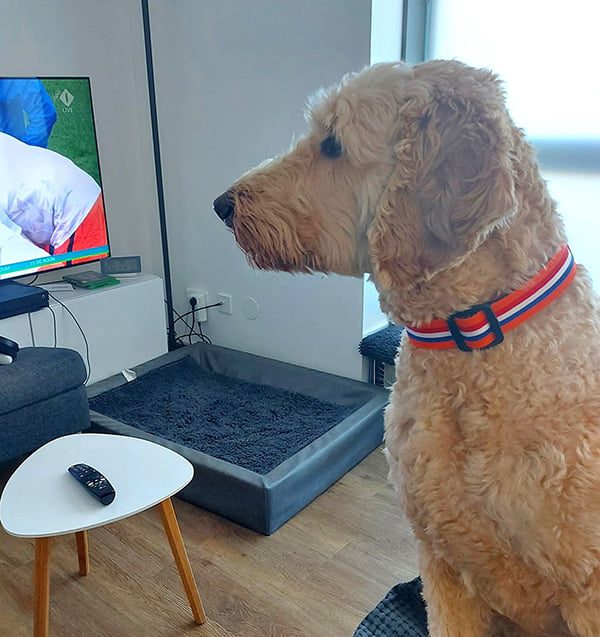 handgemaakte hondenhalsbanden – hondenhalsbanden – halsband hond – hondenhalsband