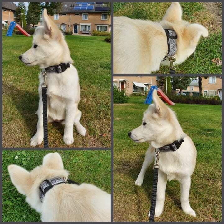mooie honden halsbanden - halsbanden hond – halsband hond – hondenhalsbanden