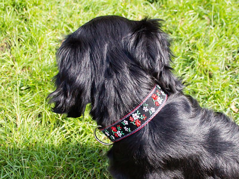 mooie hondenhalsband - halsbanden hond – halsband hond – halsbanden - hondenhalsbanden