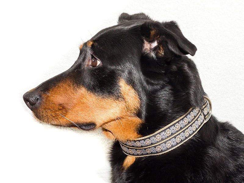 Regazi halsband zwart zigzag neon-oranje-geel 4 cm - Afbeelding 8