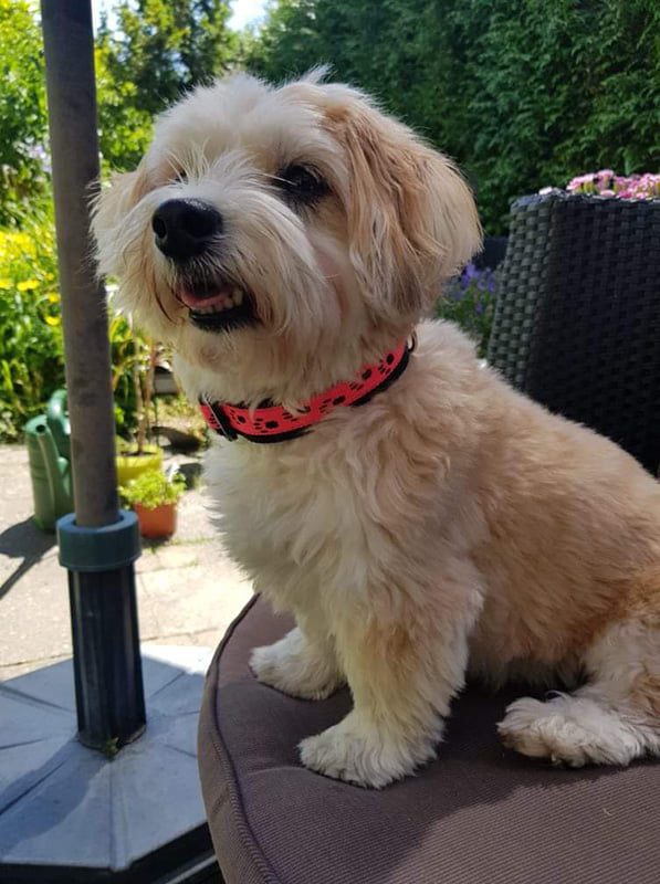 handgemaakte hondenhalsbanden – hondenhalsbanden – halsband hond – hondenhalsband