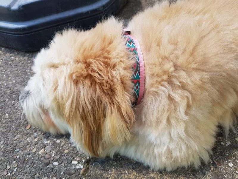 handgemaakte hondenhalsbanden – hondenhalsbanden – halsband hond – hondenhalsband