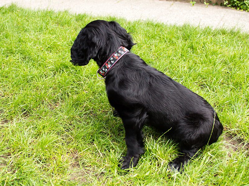 handgemaakte hondenhalsbanden – hondenhalsbanden – halsband hond - hondenhalsband