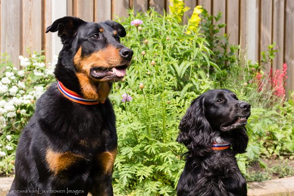 hondenhalsband-halsband-hond-honden-halsband