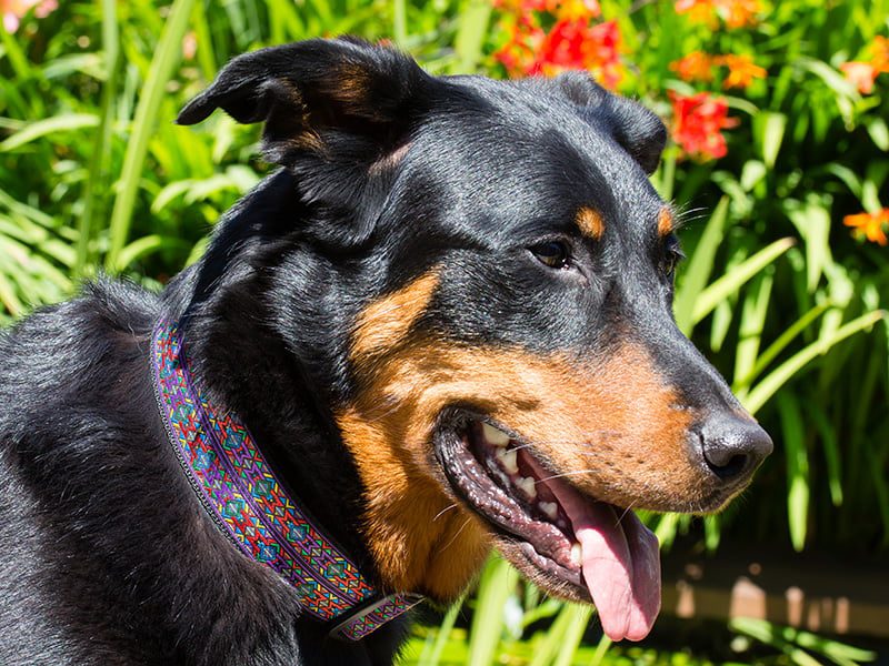 handgemaakte hondenhalsbanden – hondenhalsbanden – halsband hond – hondenhalsband