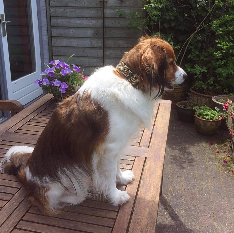 handgemaakte hondenhalsbanden – hondenhalsbanden – halsband hond – hondenhalsband