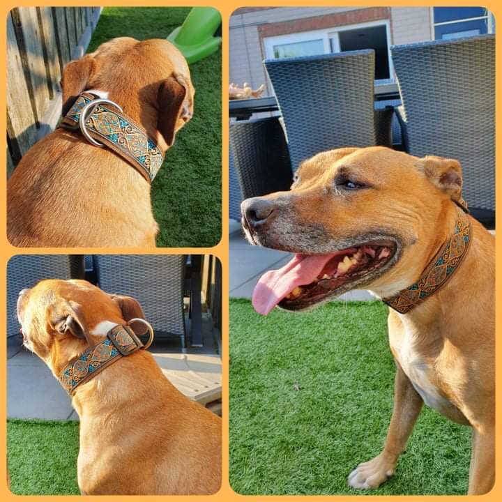 handgemaakte hondenhalsbanden – hondenhalsbanden – halsband hond – hondenhalsband