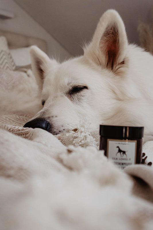 potenwax voor honden - pootjeszalf - potenwax hond - wax poten hond – potenzalf hond