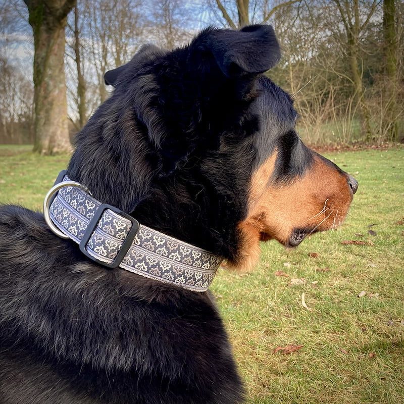 hondenhalsband-halsband-hond-hondenhalsbanden