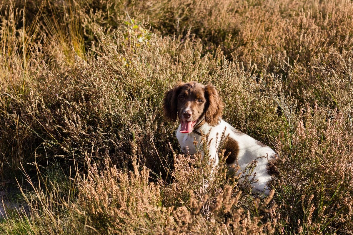 grasaren-bij-honden
