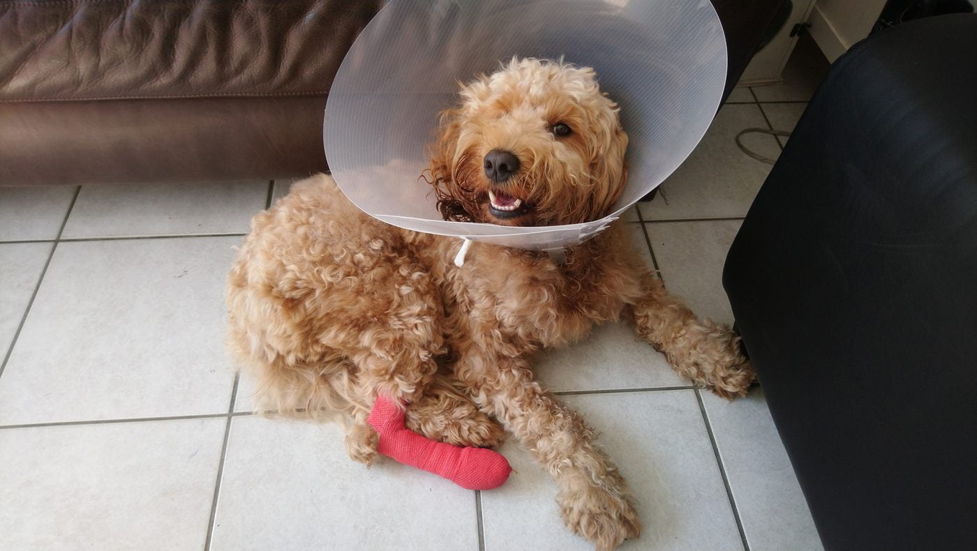 grasaren_bij-honden