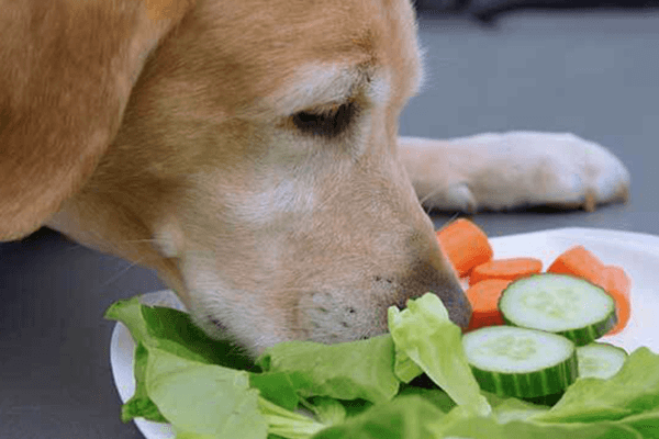 plantaardig-dieet-hond-vegetarisch-hondenvoer