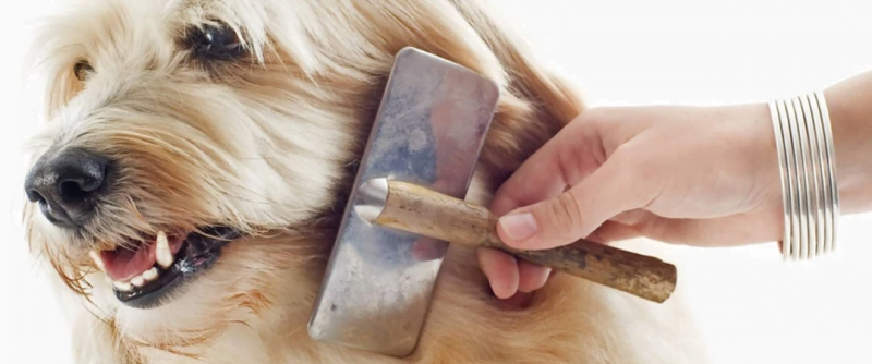 vachtverzorging hond - hond borstelen - hond kammen - basi kennisbank