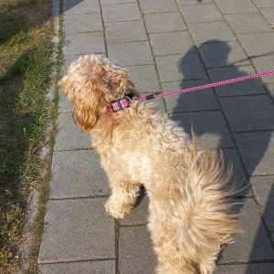 vrolijke halsbanden hond - halsband handgemaakt – hondenhalsband – halsband hond