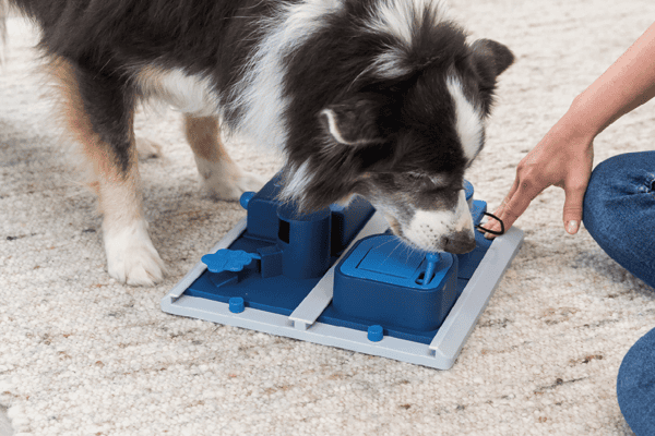 hondenpuzzels - honden denkspel - denkspellen hond - hondenpuzzel