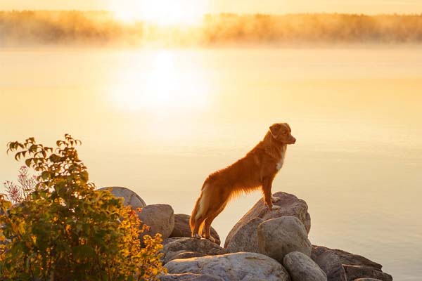 Vakantie-met-de-hond