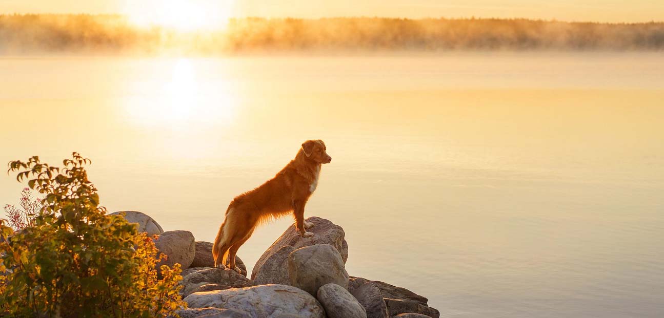 vakantie-met-hond