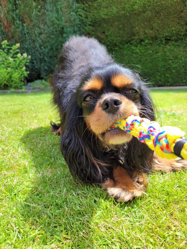 trekspeelgoed hond - apporteer speelgoed hond – trekspeeltjes – drijvend hondenspeelgoed