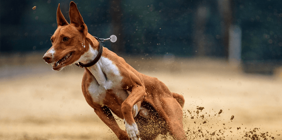 beweging-hond