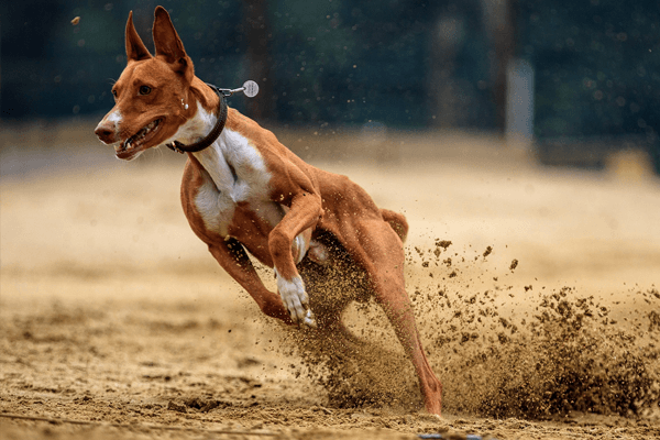 beweging-hond