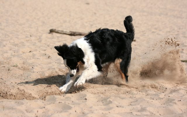 hondentraining