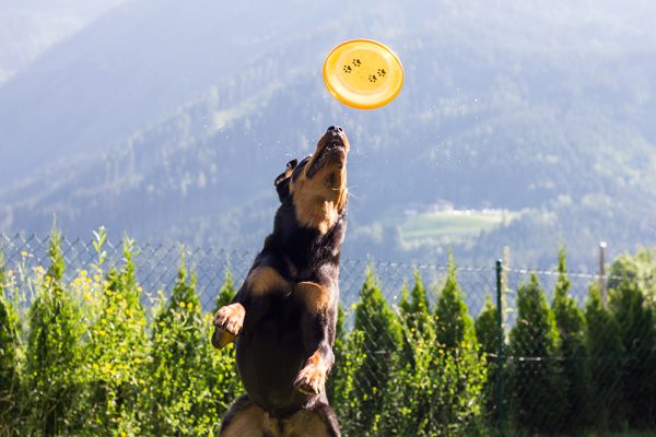 hondentraining-spelen-met-de-hond
